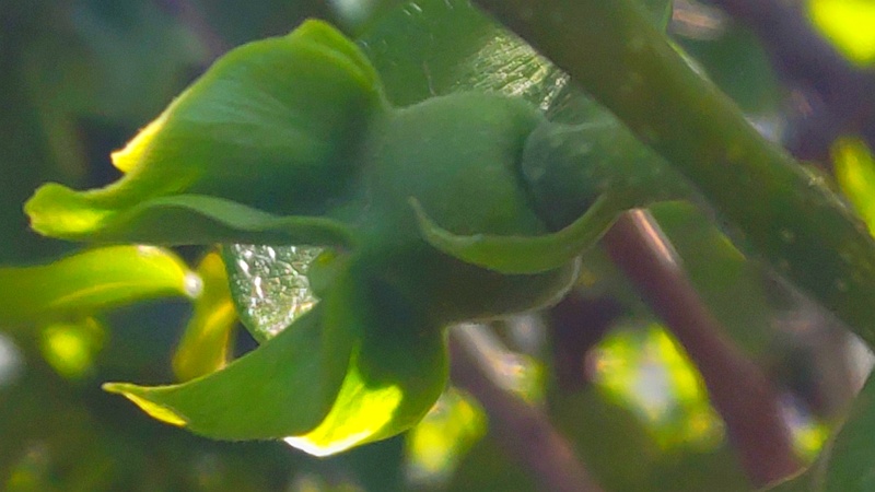 カキノキの雌花 横浜市旭区今宿南町