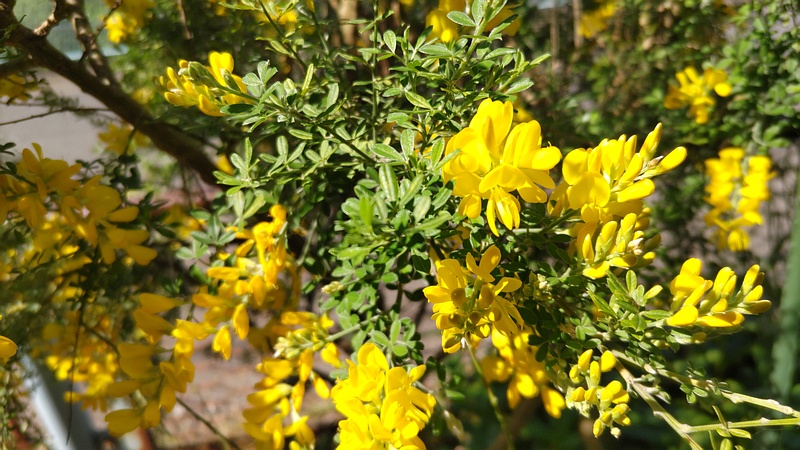 ヒメエニシダの花 横浜市旭区今宿南町