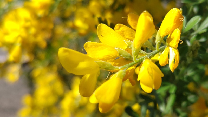 ヒメエニシダの花 横浜市旭区今宿南町