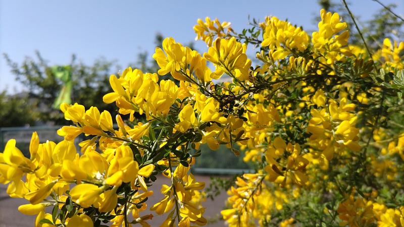 ヒメエニシダの花 横浜市旭区今宿南町