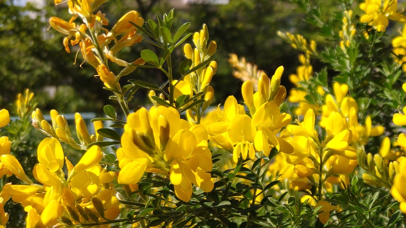 ヒメエニシダの花 横浜市旭区今宿南町