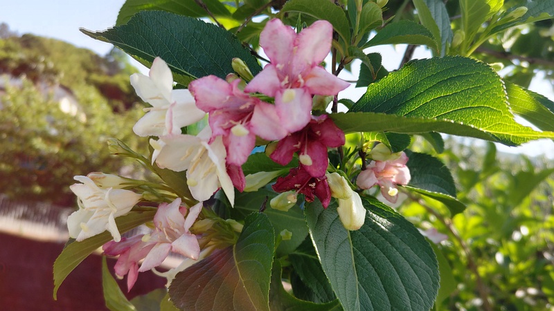 ハコネウツギの花 横浜市旭区今宿南町