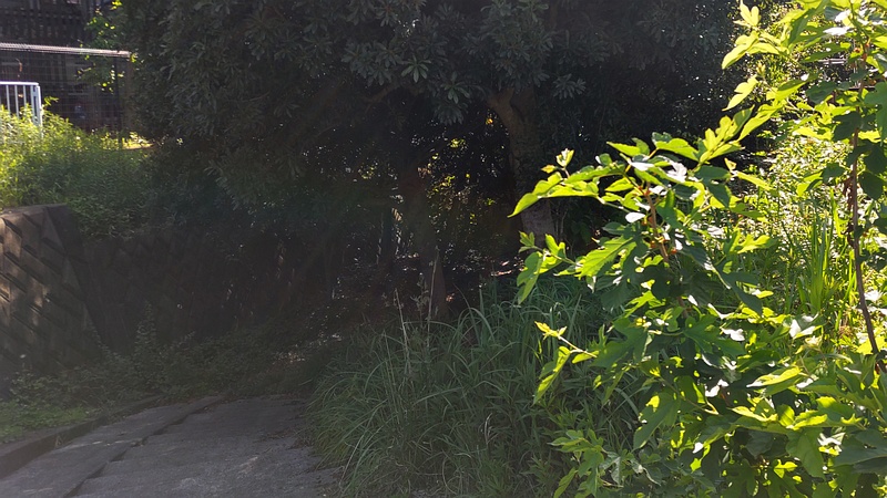 帷子川旧川 横浜市旭区今宿東町