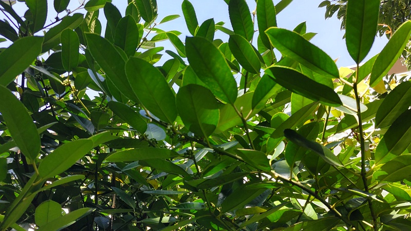 タラヨウの若い果実 横浜市旭区今宿東町