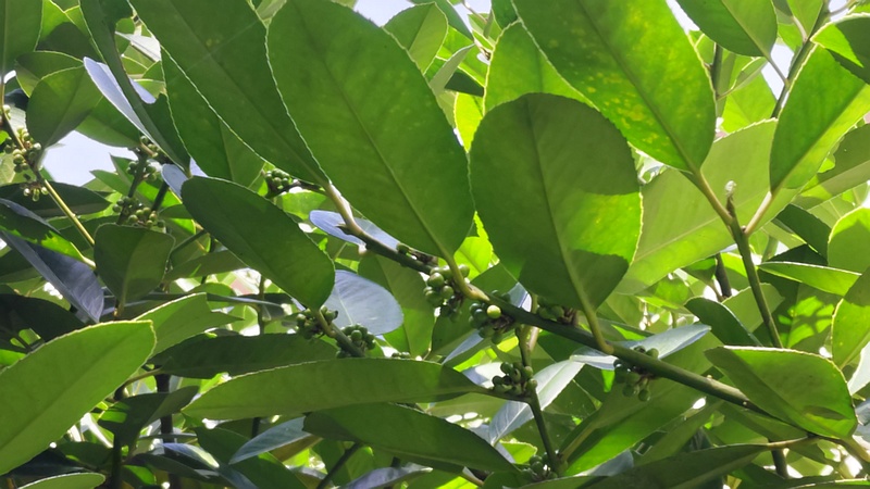 タラヨウの若い果実 横浜市旭区今宿東町