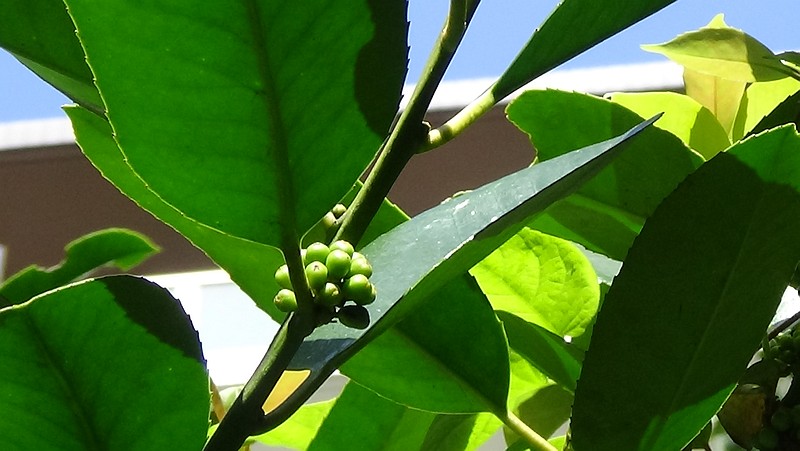 タラヨウの若い果実 横浜市旭区今宿東町