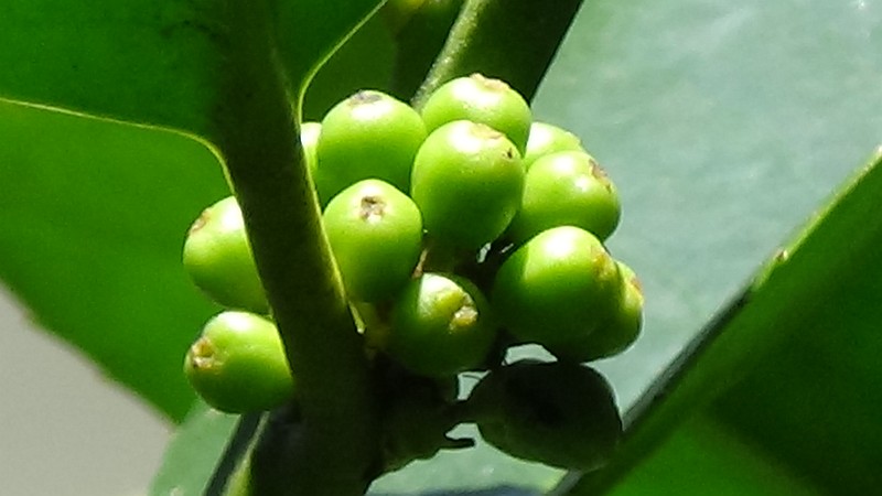 タラヨウの若い果実 横浜市旭区今宿東町