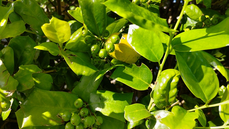 ヤバネヒイラギモチの若い果実 横浜市旭区鶴ヶ峰本町