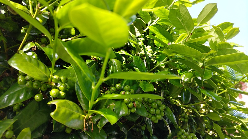 ヤバネヒイラギモチの若い果実 横浜市旭区鶴ヶ峰本町