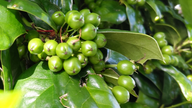 ヤバネヒイラギモチの若い果実 横浜市旭区鶴ヶ峰本町