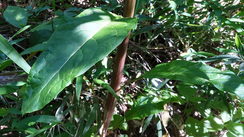 ヨウシュヤマゴボウ 横浜市瀬谷区長屋門公園