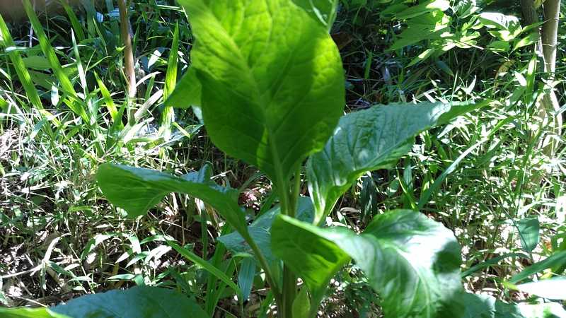 ヨウシュヤマゴボウ 横浜市瀬谷区長屋門公園