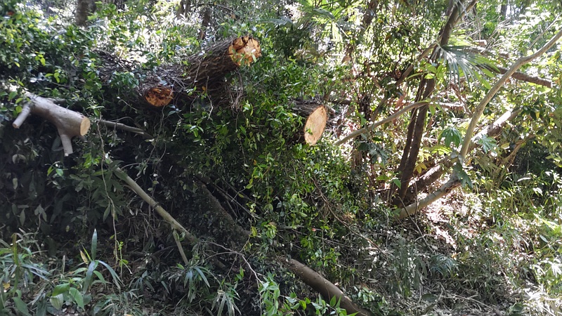 倒木撤去後 横浜市瀬谷区長屋門公園