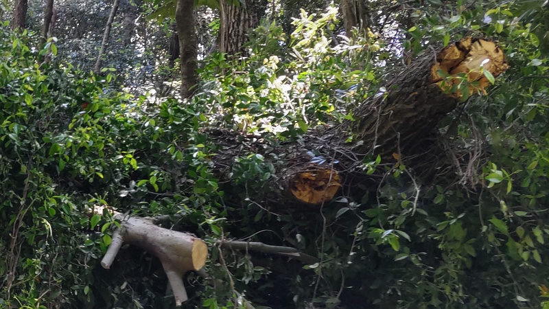 倒木撤去後 横浜市瀬谷区長屋門公園