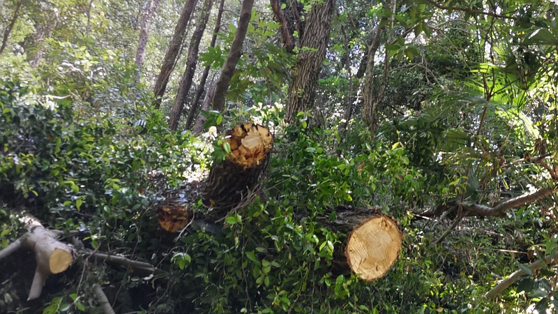 倒木撤去後 横浜市瀬谷区長屋門公園