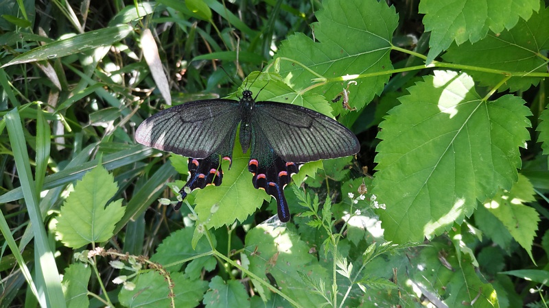カラスアゲハの雌 横浜市瀬谷区長屋門公園