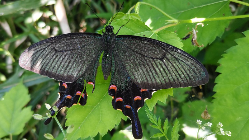 カラスアゲハの雌 横浜市瀬谷区長屋門公園