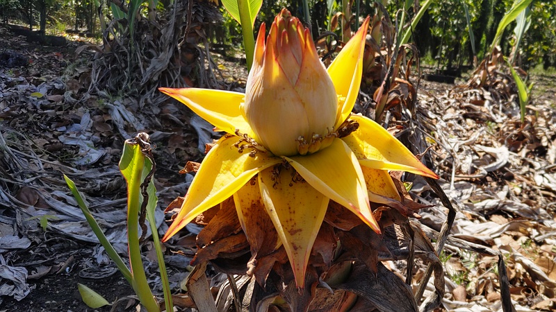 チユウキンレンの花 横浜市瀬谷区阿久和東