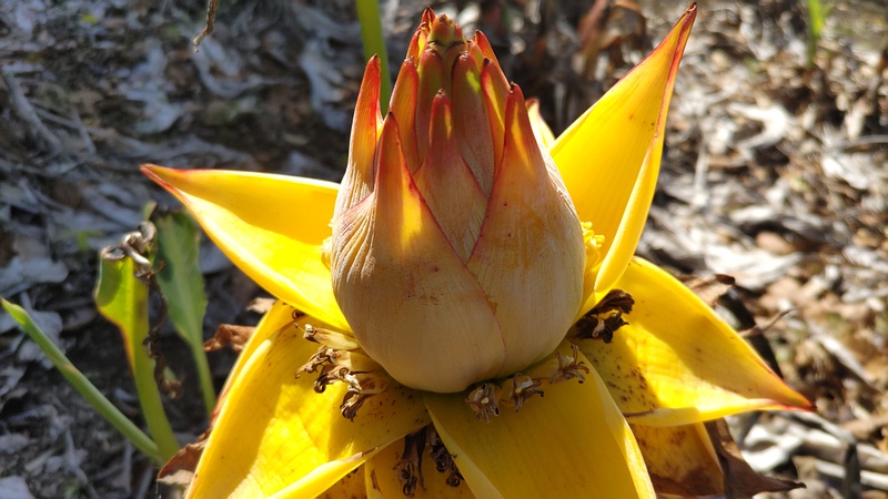 チユウキンレンの花 横浜市瀬谷区阿久和東