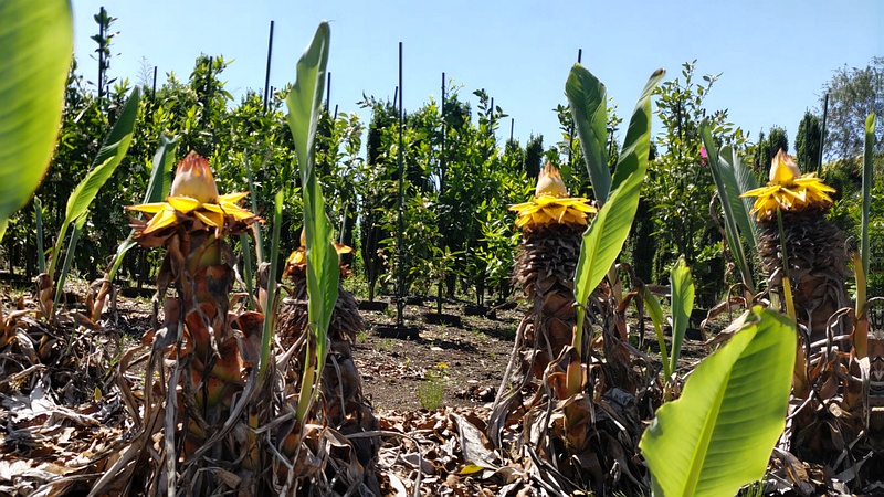 チユウキンレンの花 横浜市瀬谷区阿久和東