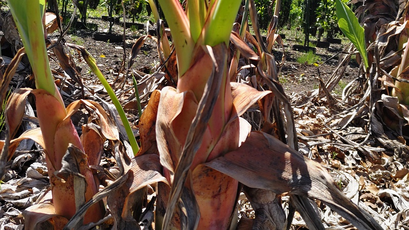 チユウキンレンの花 横浜市瀬谷区阿久和東