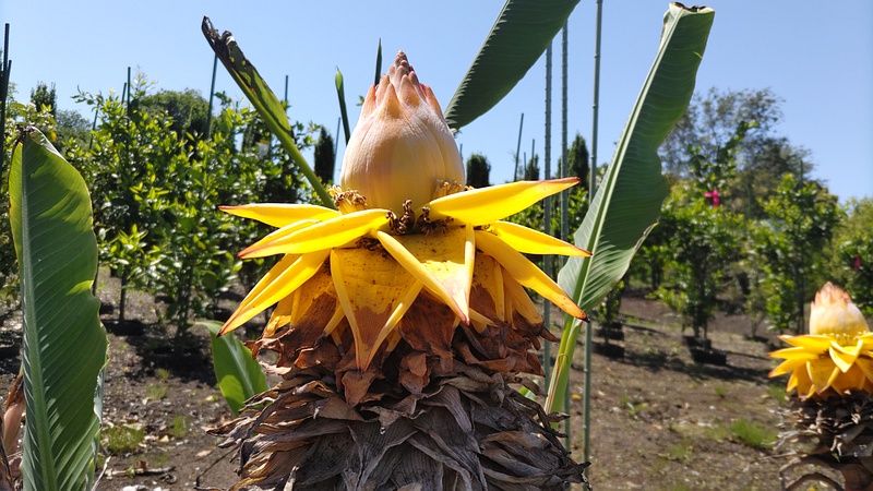 チユウキンレンの花 横浜市瀬谷区阿久和東