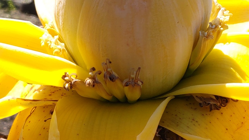 チユウキンレンの花 横浜市瀬谷区阿久和東