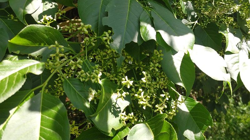 マユミの花 横浜市瀬谷区阿久和西