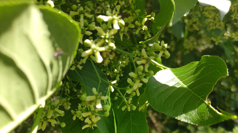 マユミの花 横浜市瀬谷区阿久和西