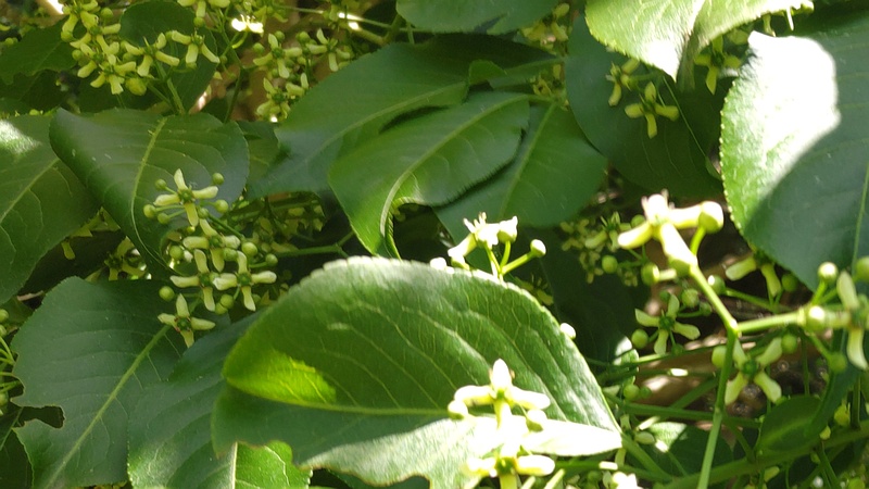 マユミの花 横浜市瀬谷区阿久和西