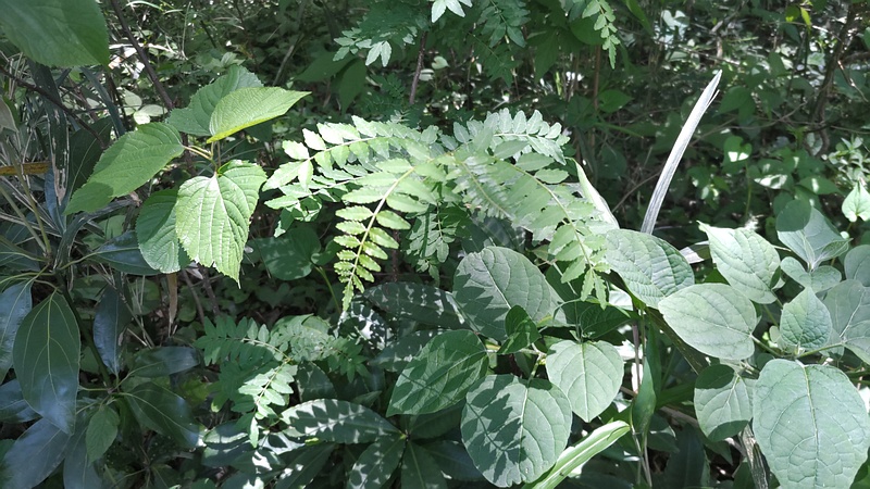 サンショウ 横浜市瀬谷区阿久和西