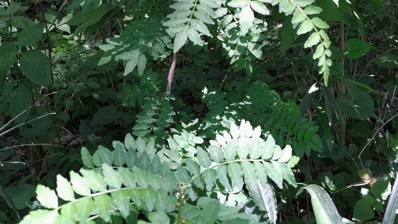 サンショウ 横浜市瀬谷区阿久和西