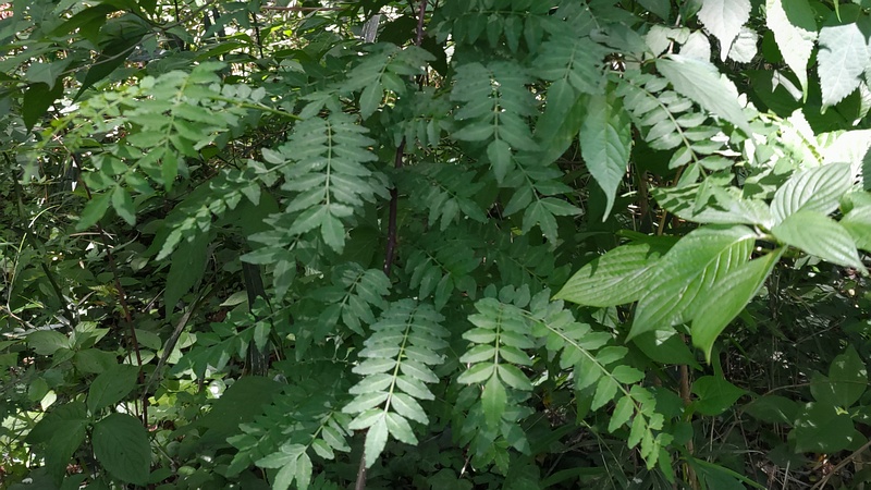 サンショウ 横浜市瀬谷区阿久和西