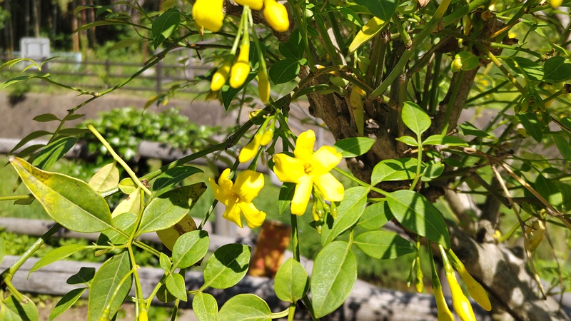 キソケイの花 横浜市瀬谷区宮沢