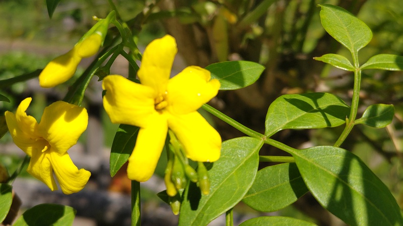 キソケイの花 横浜市瀬谷区宮沢