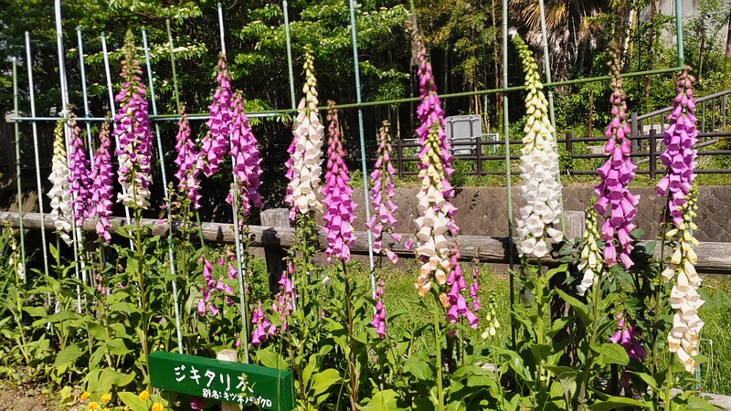 ジギタリスの花 横浜市瀬谷区宮沢