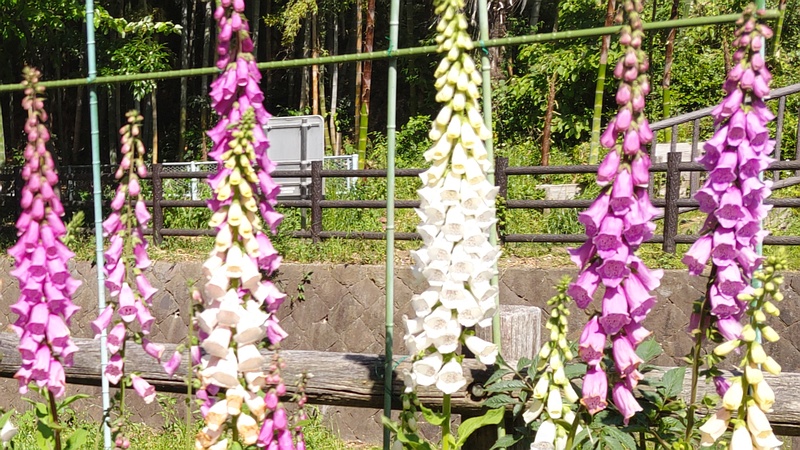 ジギタリスの花 横浜市瀬谷区宮沢