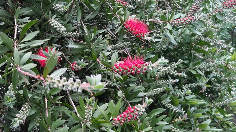 ブラシノキの花 横浜市旭区今宿南町