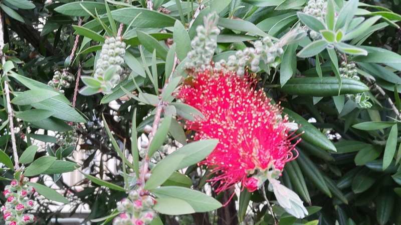 ブラシノキの花 横浜市旭区今宿南町