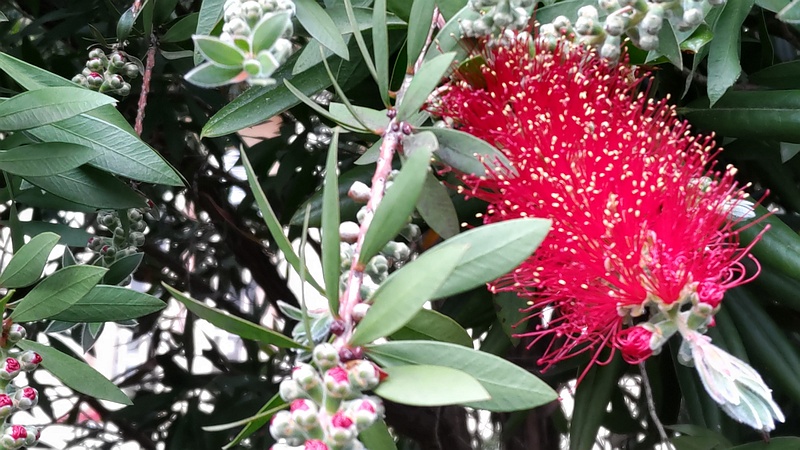 ブラシノキの花 横浜市旭区今宿南町