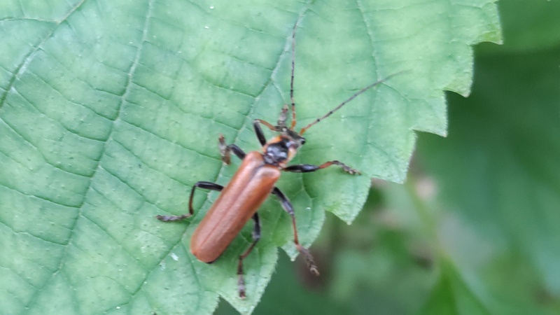 ジョウカイボン 横浜市旭区今宿南町