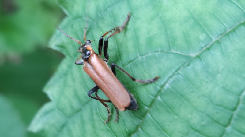 ジョウカイボン 横浜市旭区今宿南町
