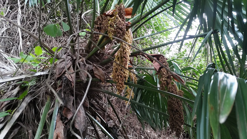 トウジュロの花 横浜市旭区今宿南町