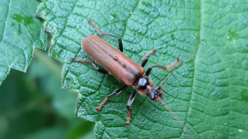 ジョウカイボン 横浜市旭区今宿南町