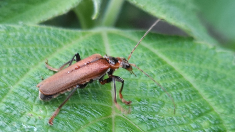ジョウカイボン 横浜市旭区今宿南町
