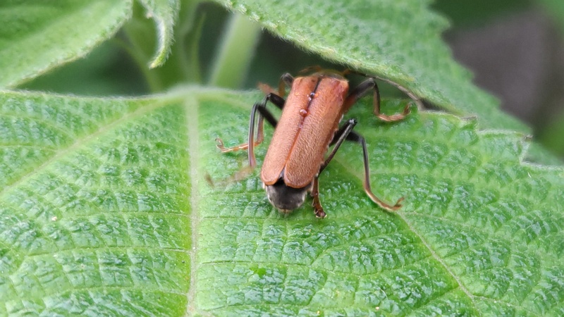ジョウカイボン 横浜市旭区今宿南町