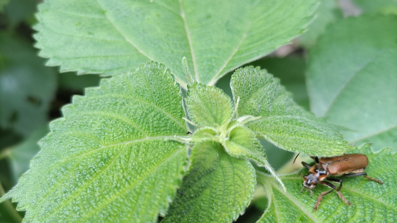 ジョウカイボン 横浜市旭区今宿南町