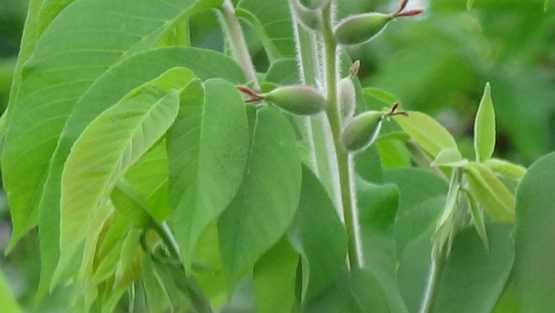 オニグルミの雌花 横浜市旭区今宿南町