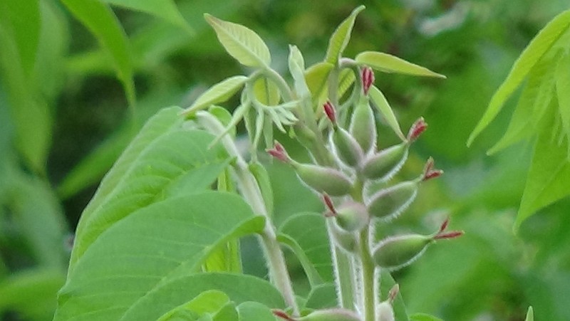 オニグルミの雌花 横浜市旭区今宿南町