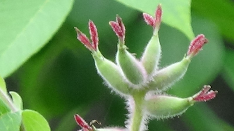 オニグルミの雌花 横浜市旭区今宿南町